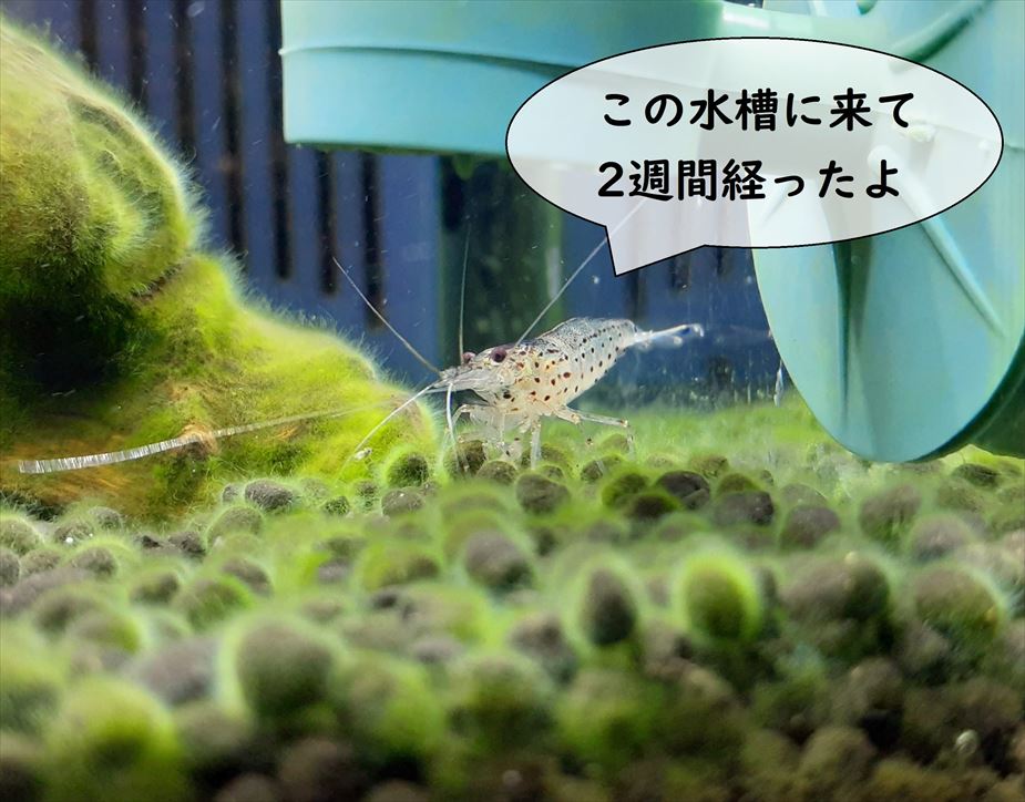 ヤマトヌマエビ導入から2週間、苔を食べる順番